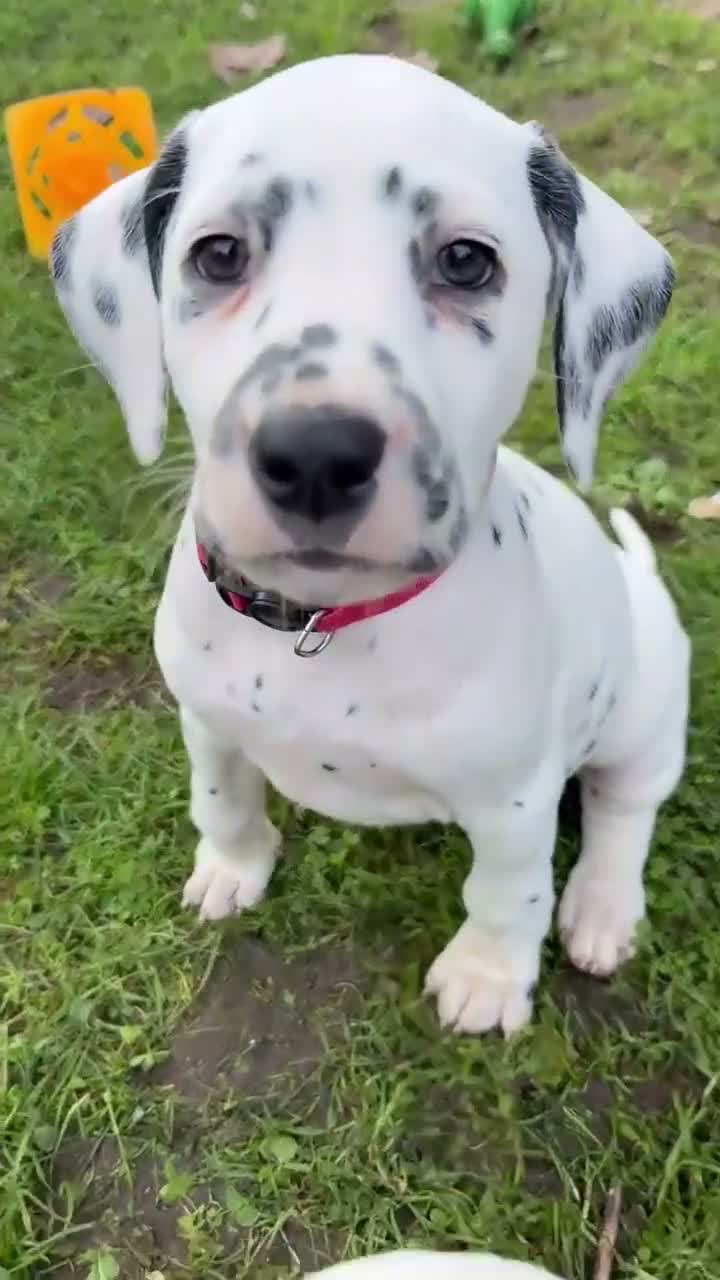 Dalmatian dogs for sale: Unexpectedly re-available Dalmatian girl-ready now - Video 1
