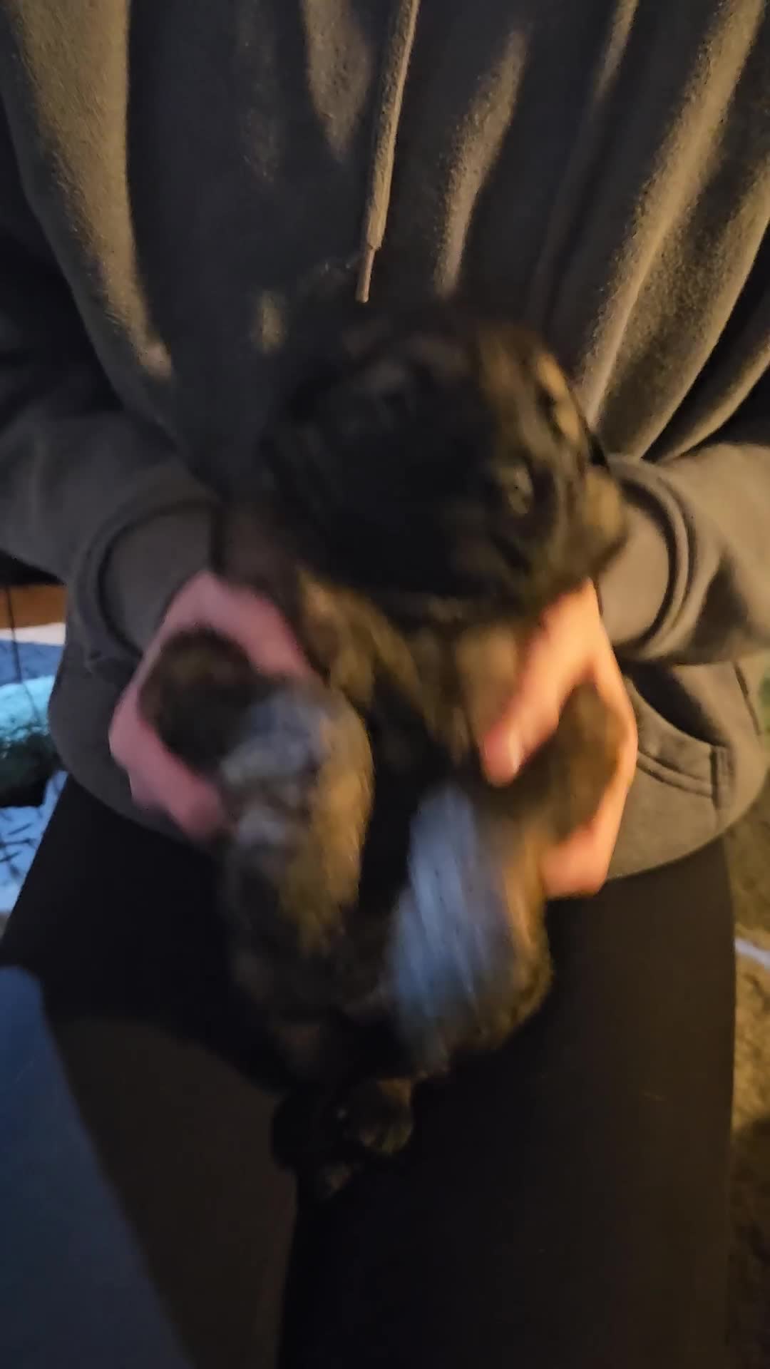 German Shepherd dogs for sale: 5 gorgeous german shepherd puppies for sale  - Video 1