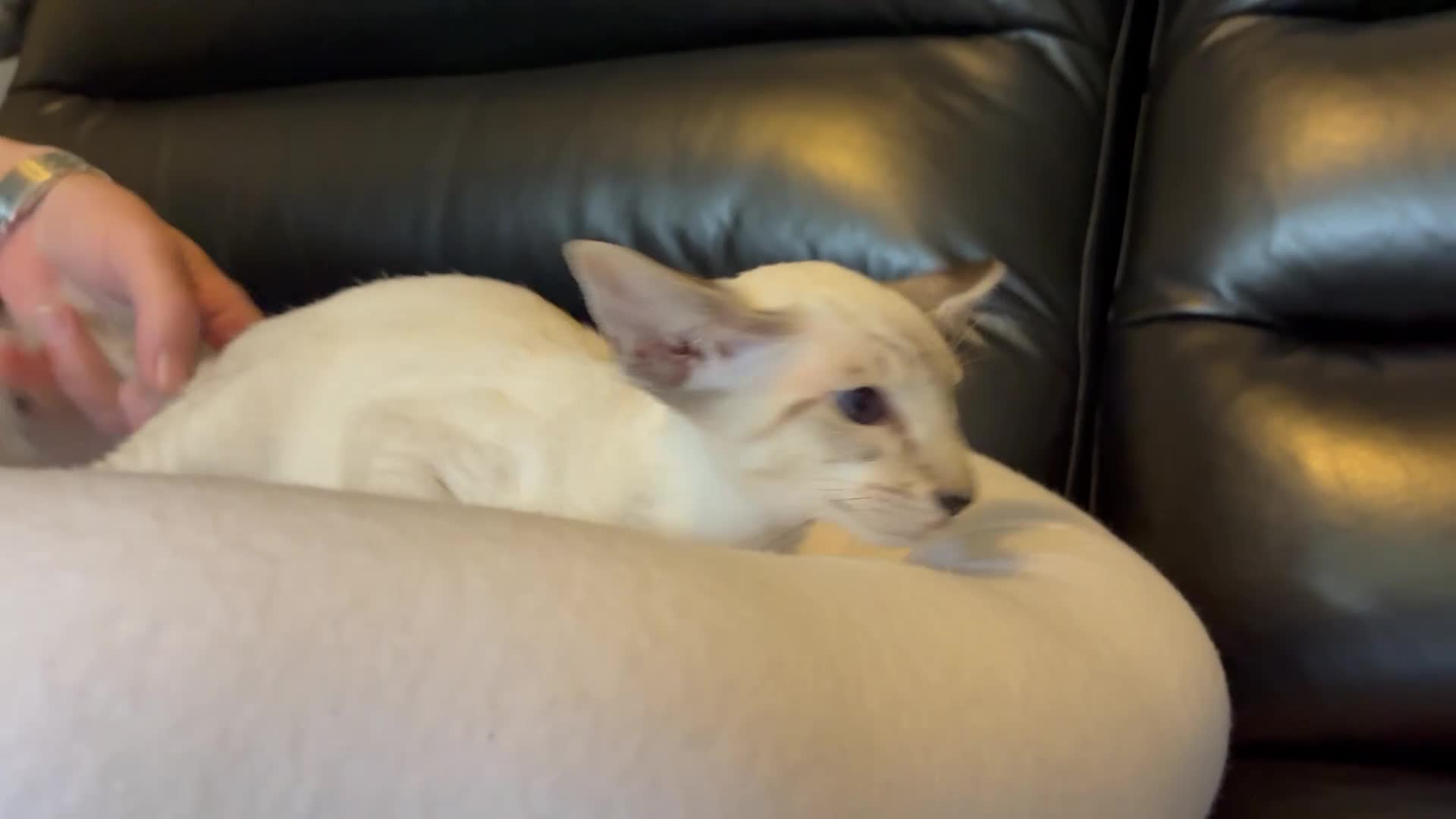 Siamese cats for sale: G C C F reg Siamese boys  - Video 2