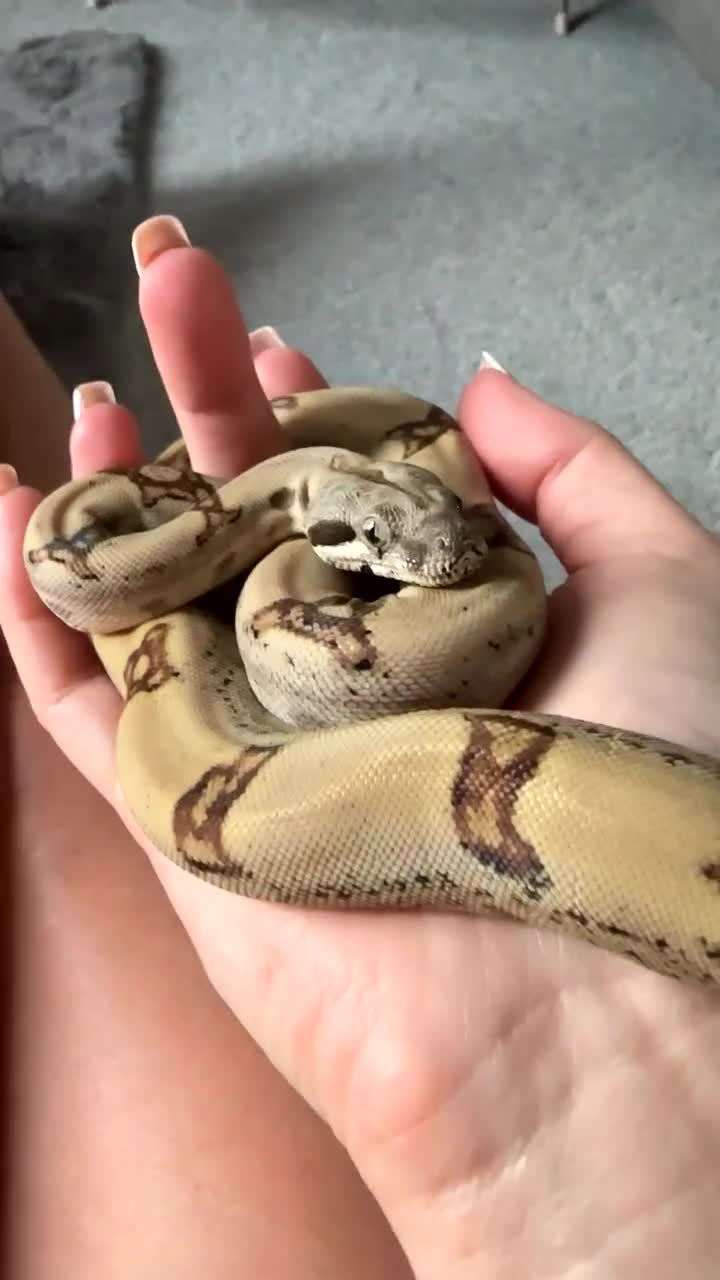 Boa Snake reptiles for sale: Male boa - Video 1