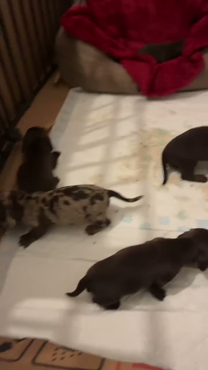 Mixed Breed dogs for sale: English springer spaniel cross dachshund  - Video 1
