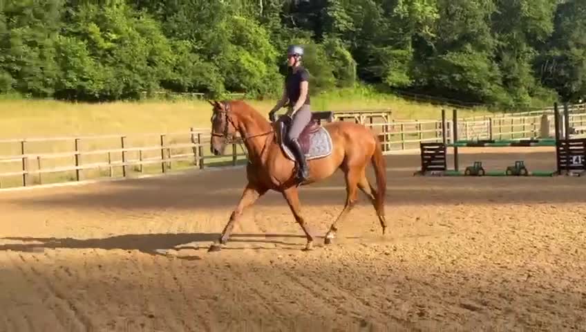 Irish Thoroughbred horses for sale:  gentleman - Video 1