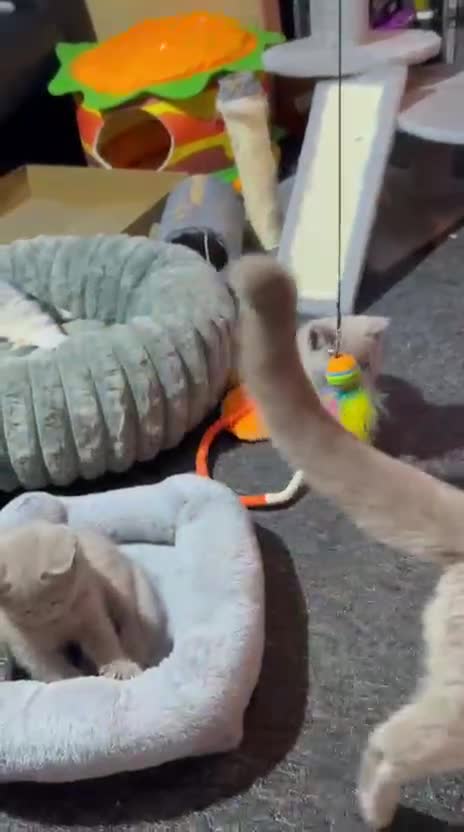 British Shorthair cats for sale: Stunning British Shorthair Lilac are available  - Video 3