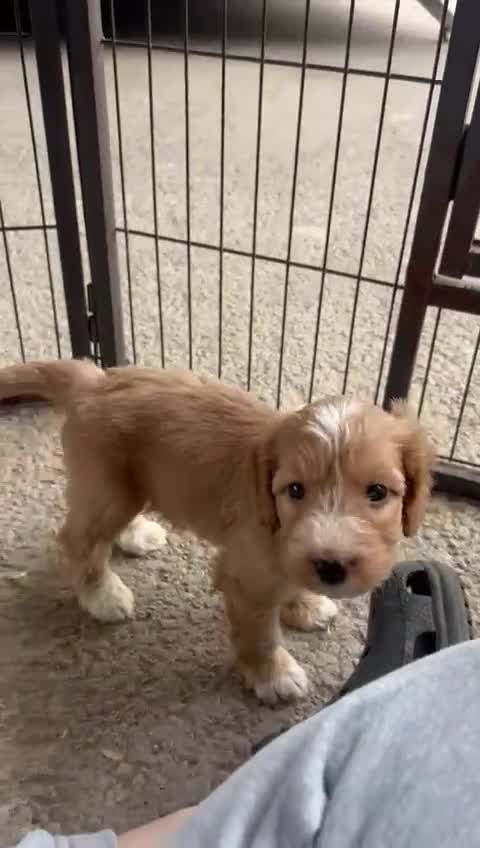Cockapoo dogs for sale: Red f1 cockapoo puppies  - Video 1