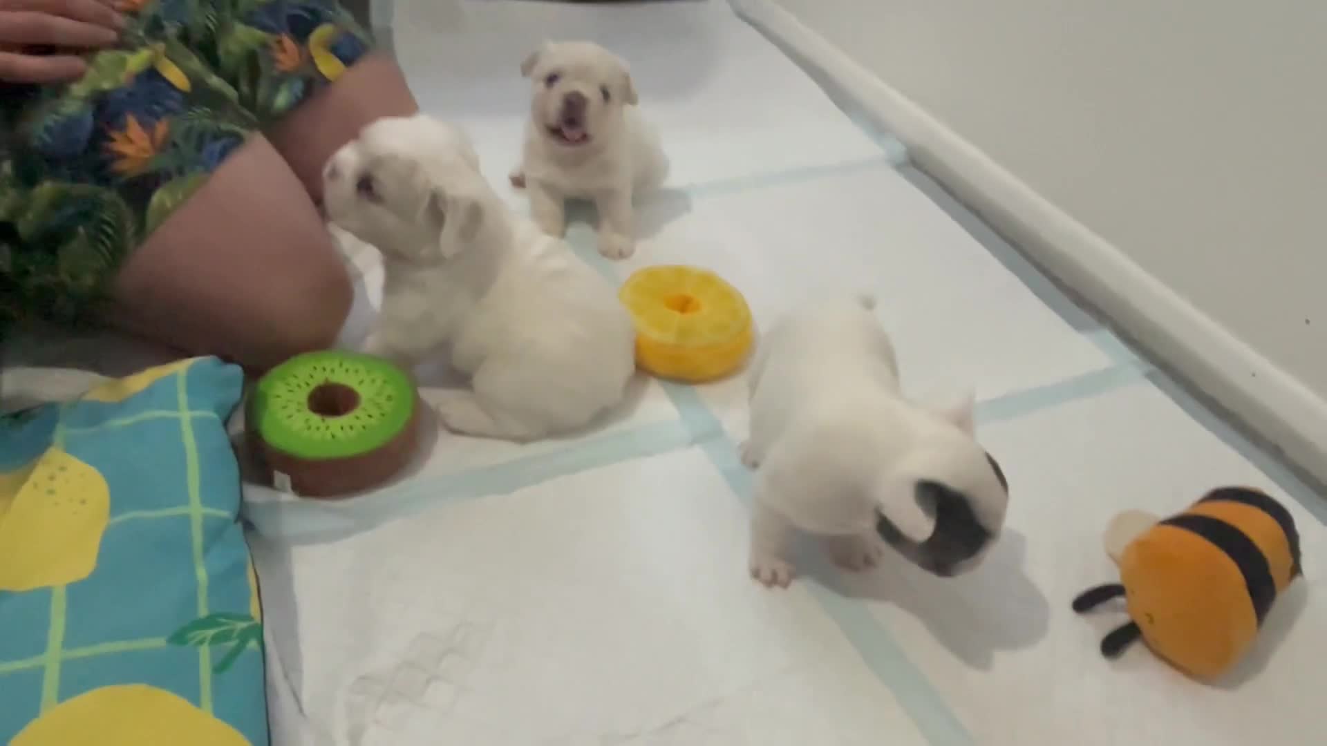 French Bulldog dogs for sale: Fluffy French Bulldogs  - Video 4