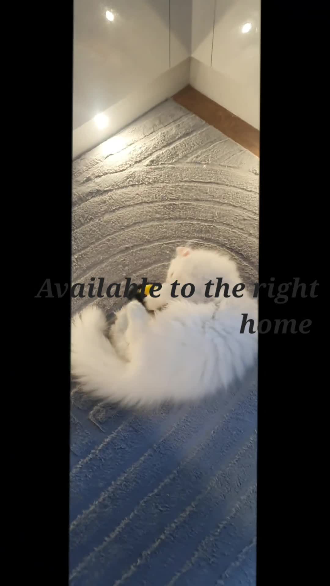 Persian cats for sale: 🎀 One girl left GCCF Persian Kitten 🎀 - Video 3