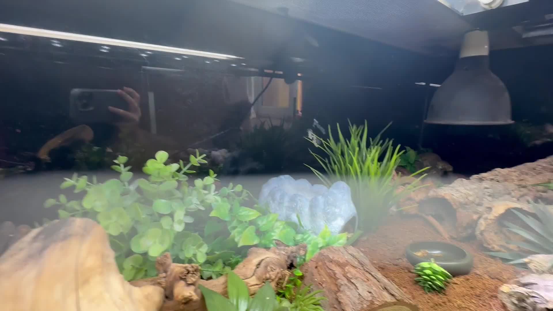 Leopard Gecko reptiles for sale: Leopard gecko with full setup  - Video 1