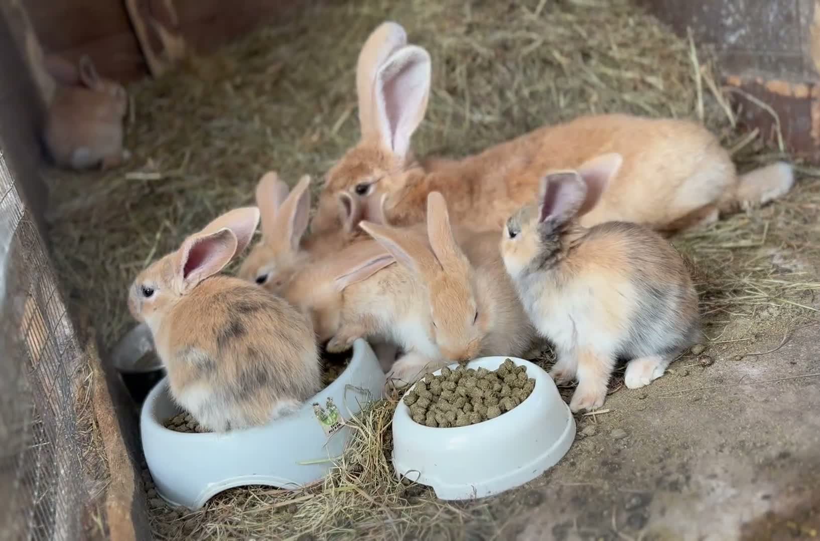 Continental Giant rabbits for sale: Pure Bred Continental Giants  - Video 1