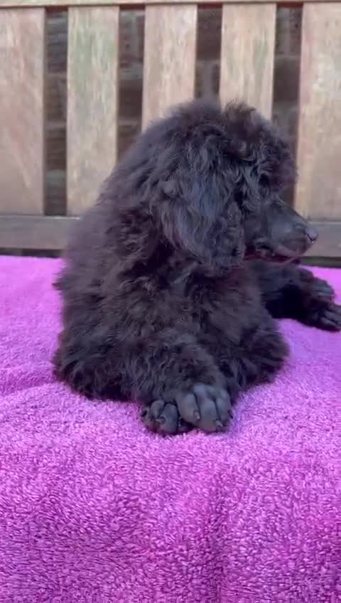Miniature Poodle dogs for sale: Top Brown Miniature Poodles - Video 2