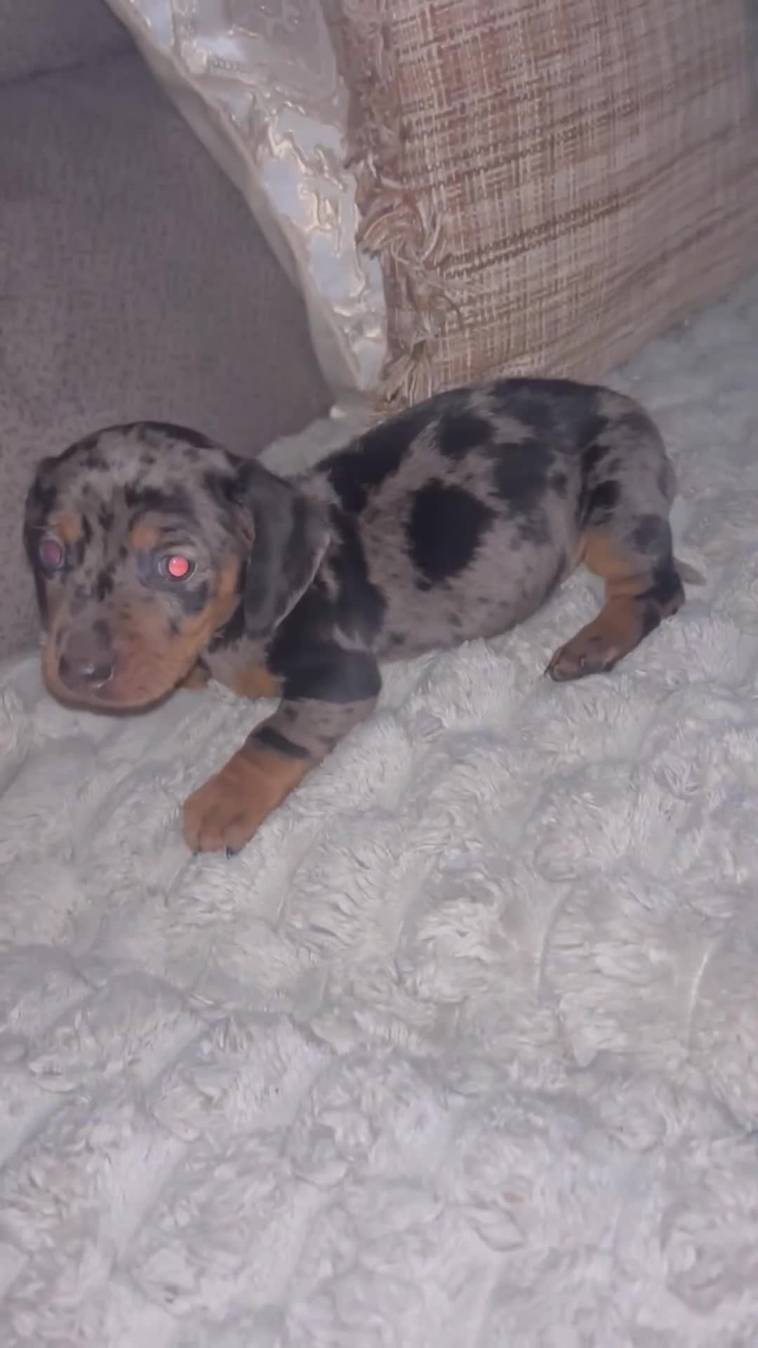 Dachshund dogs for sale: Standard dachshund puppy - Video 1