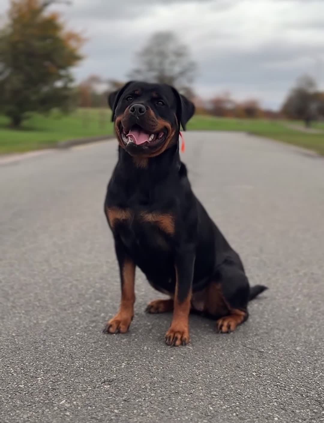 Rottweiler dogs for sale: Rottie pups due May in South Shields - Video 1