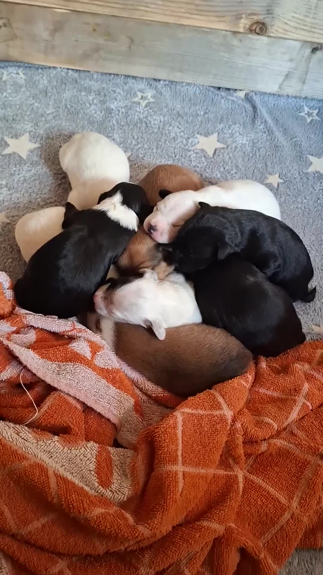 Mixed Breed dogs for sale: Lovely Pups for sale in Marlborough - Video 1