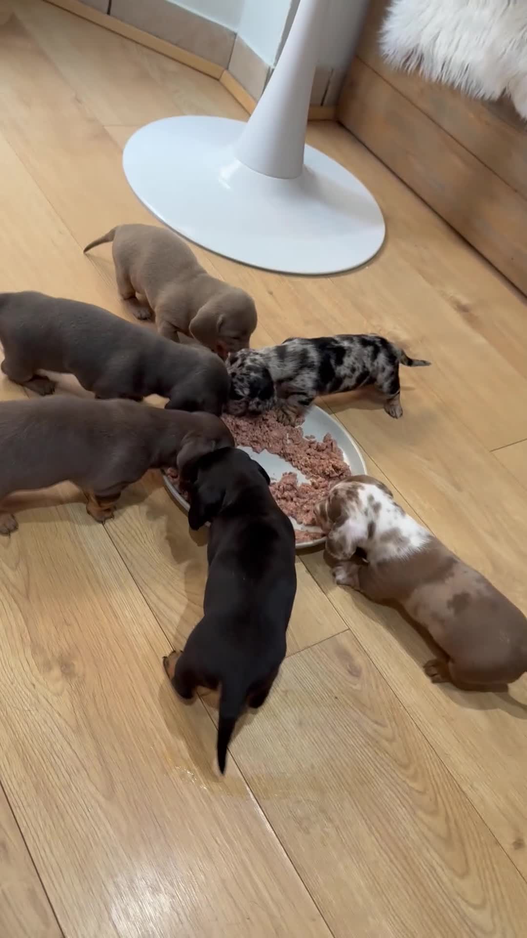 Miniature Dachshund dogs for sale: Miniature dachshund  in Margate - Video 1