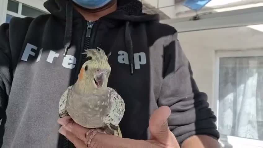 Cockatiels birds for sale: Hand tamed Cockatiels  - Video 2
