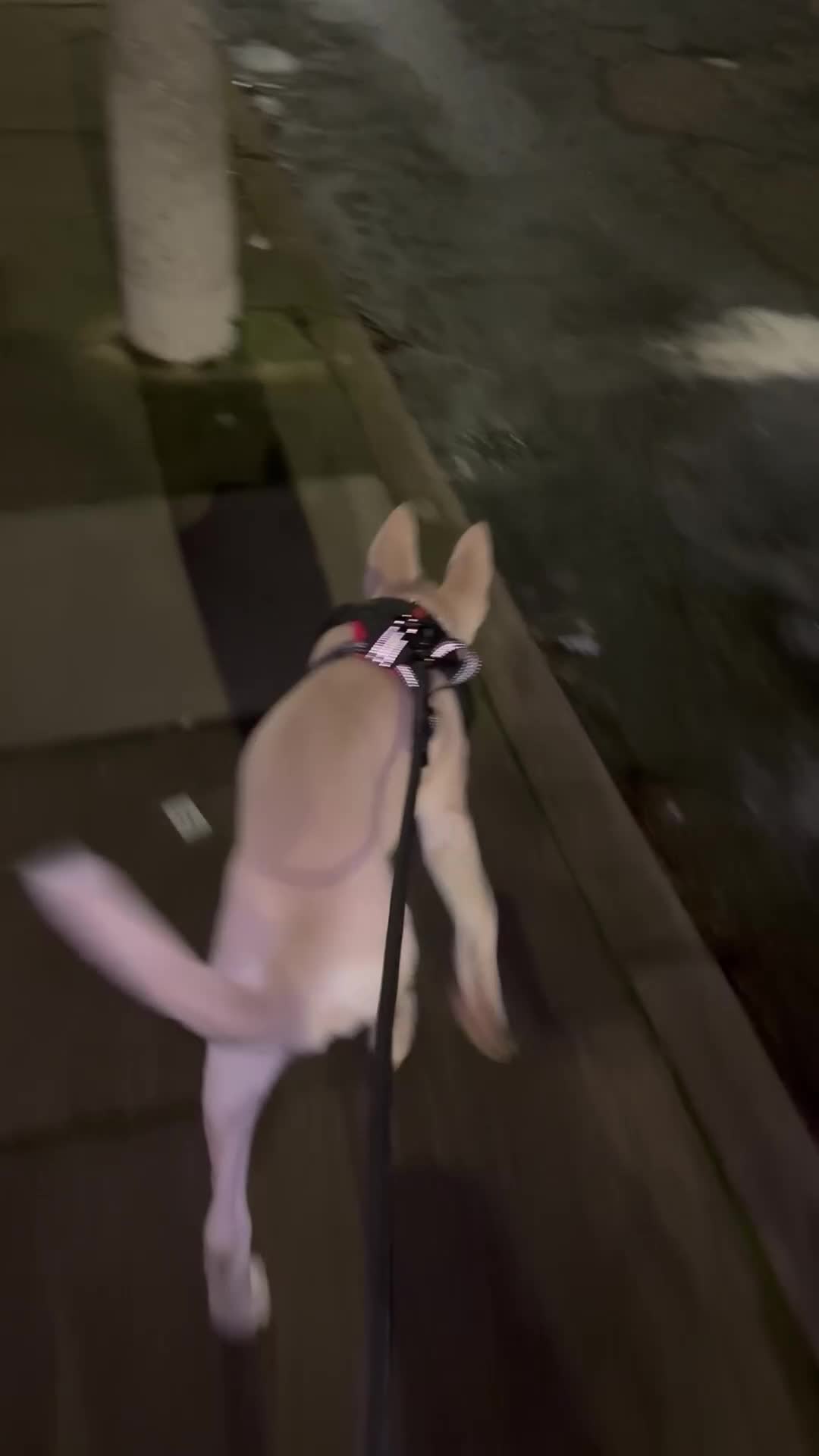 Mixed Breed dogs for sale: Meet Nala - Video 1