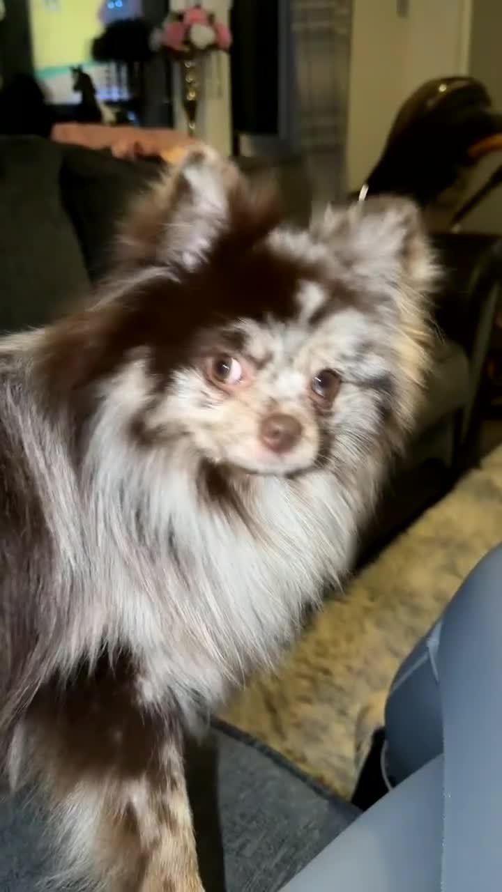 Pomeranian dogs for stud: Beautiful kc chocolate Merle for stud 🍫  - Video 2