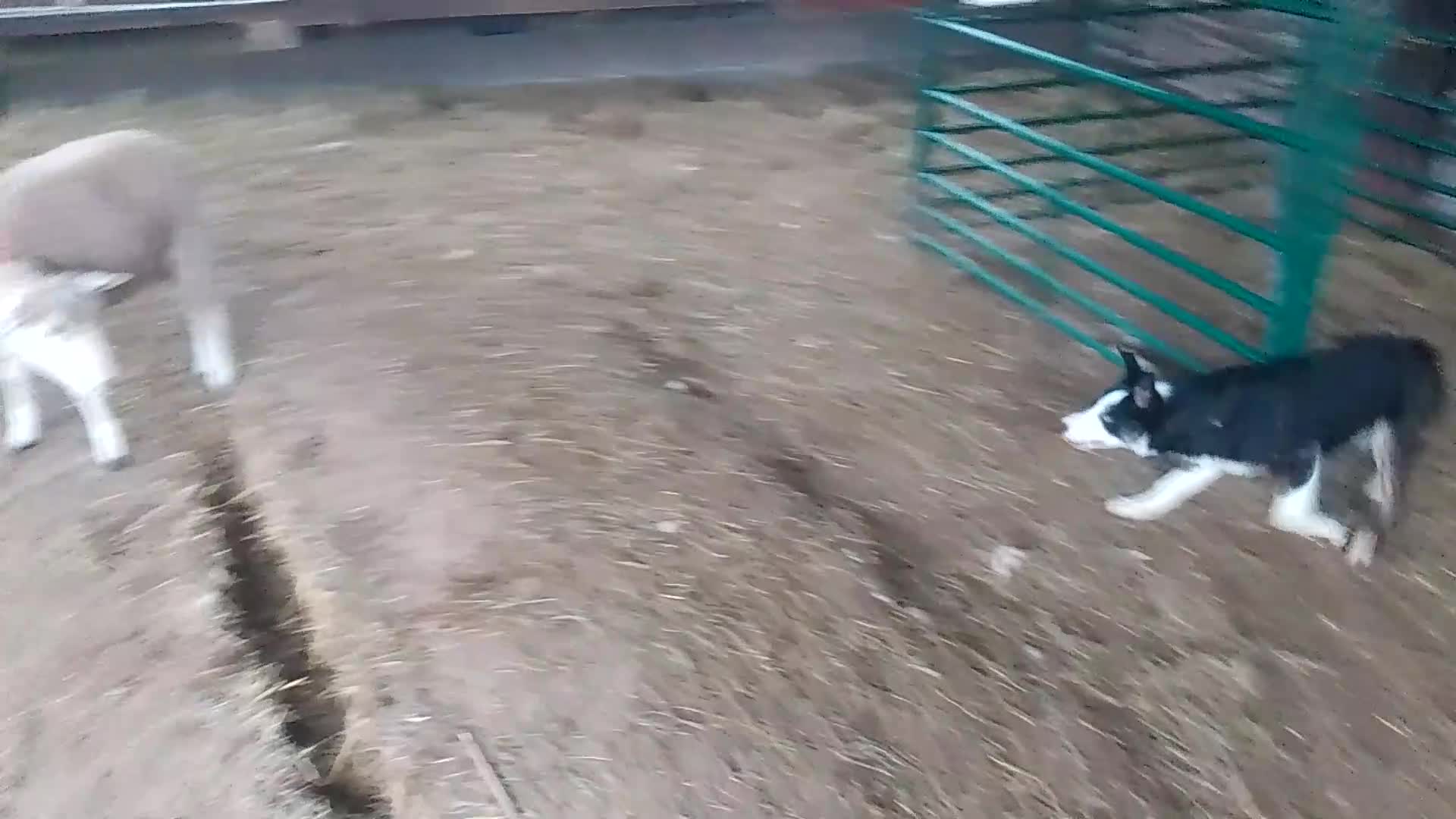 Border Collie dogs for sale: Working sheep dog bitch OFFERS CONSIDERED  - Video 1