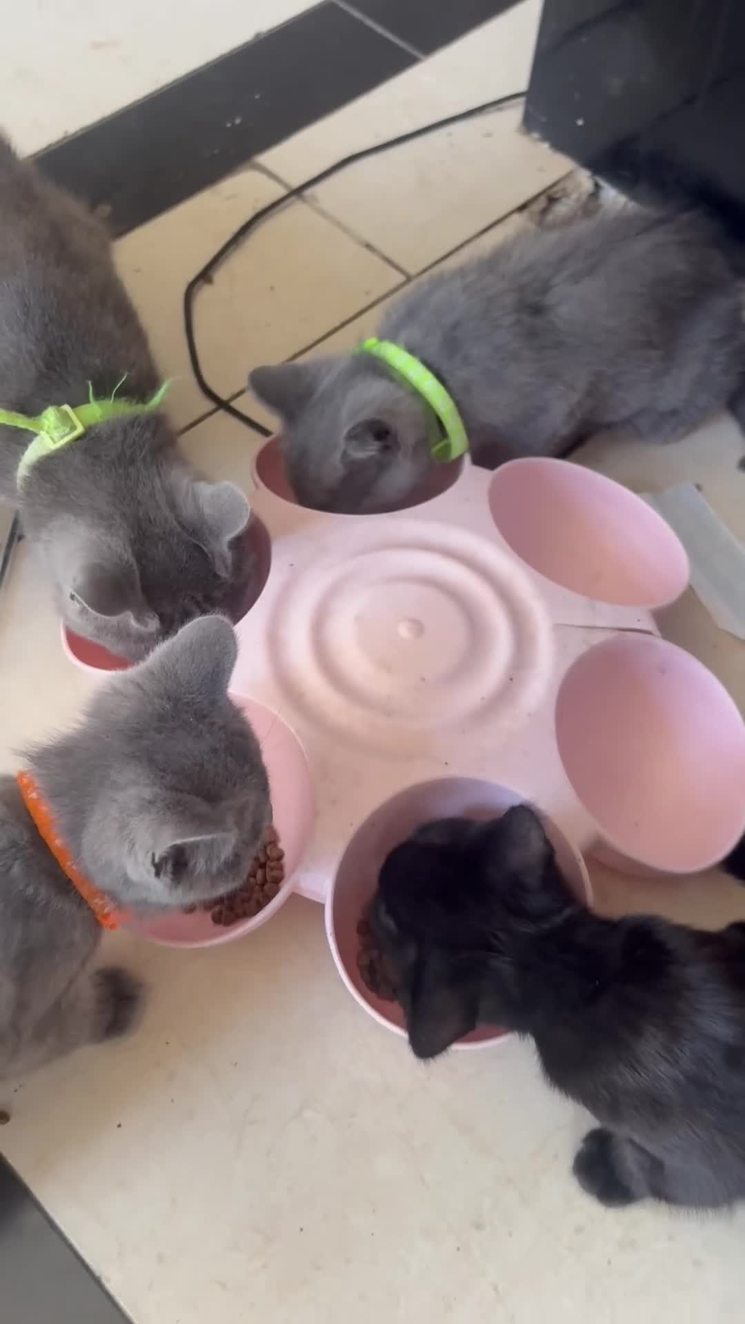 British Shorthair cats for sale: British Shorthair kittens  - Video 2