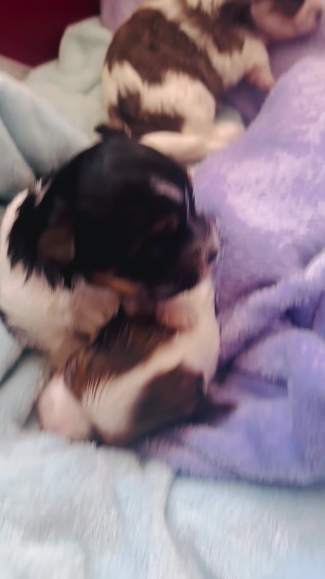 Yorkshire Terrier dogs for sale: ❤️ Beautiful merle Yorkshire terrier ready now❤️ - Video 5