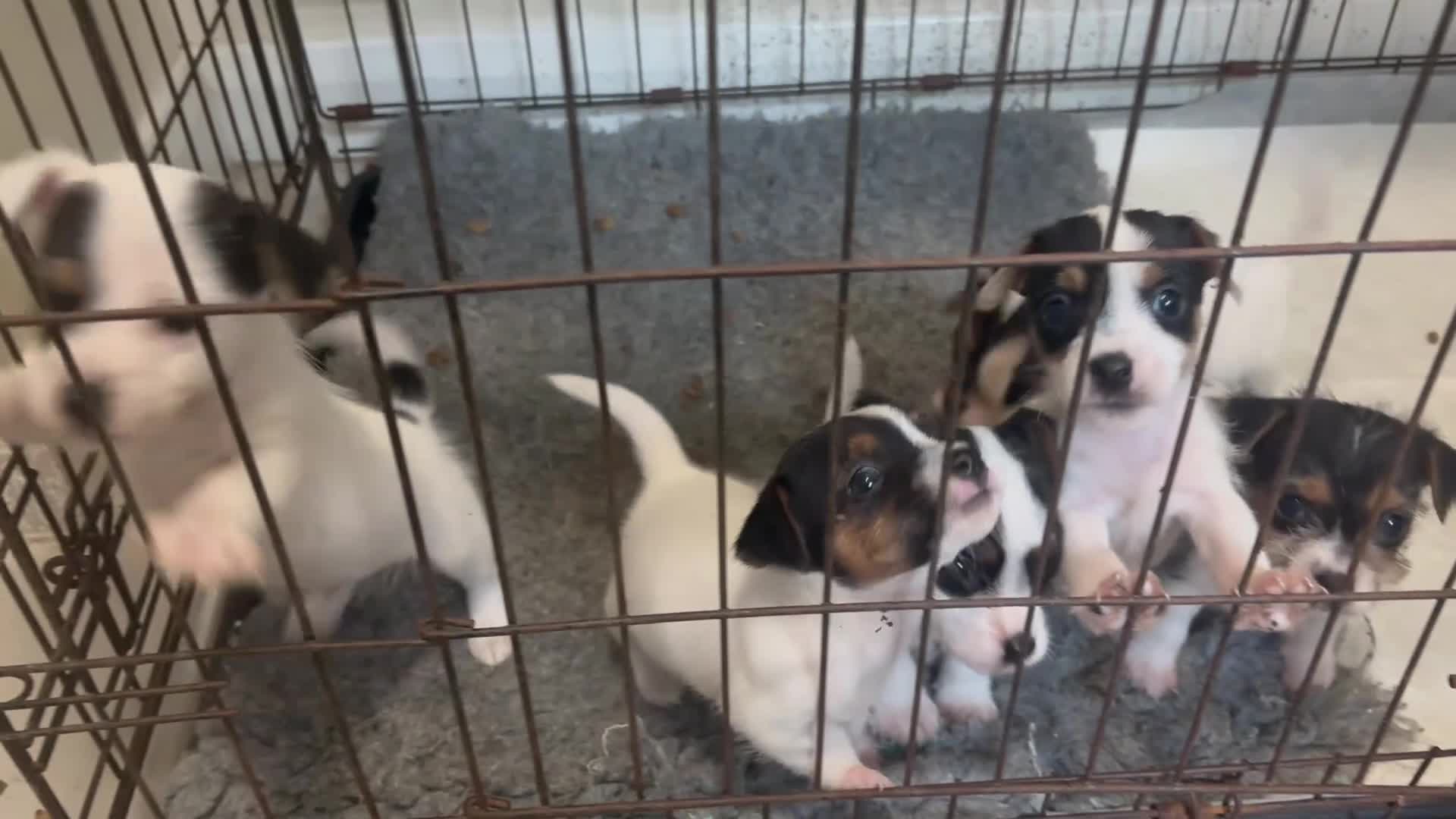 Jack Russell dogs for sale: Jack Russell Puppies in Morpeth - Video 1