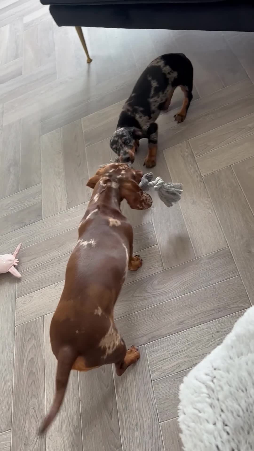 Miniature Dachshund dogs for sale: Two girl dashhounds  - Video 2