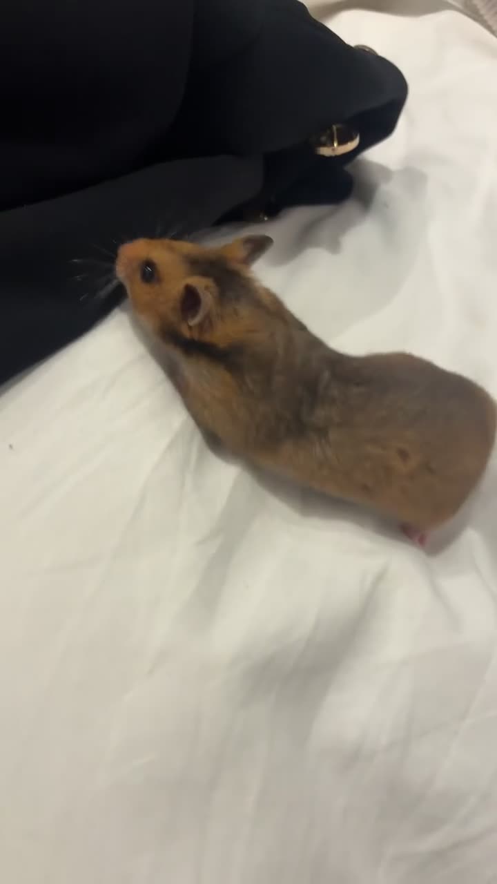Hamster rodents for sale: Female Syrian hamster  in Potters Bar - Video 2