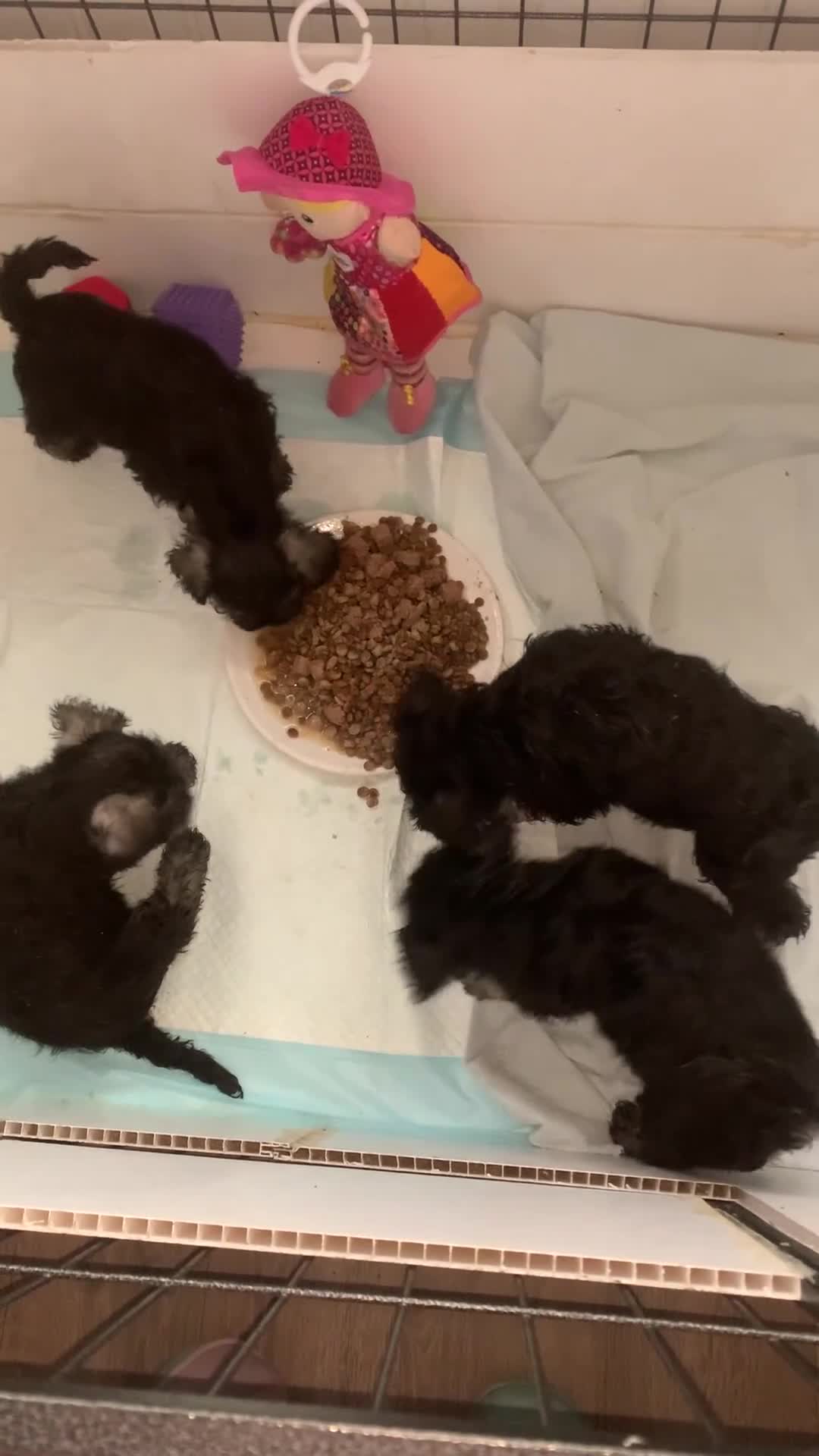 Miniature Schnauzer dogs for sale: Black/Silver & Pepper/Salt male /females - Video 2