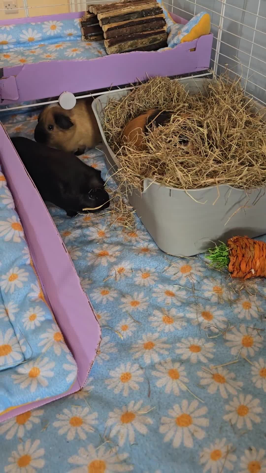 Guinea Pig rodents for sale: X3 guinea pigs complete set up - Video 1