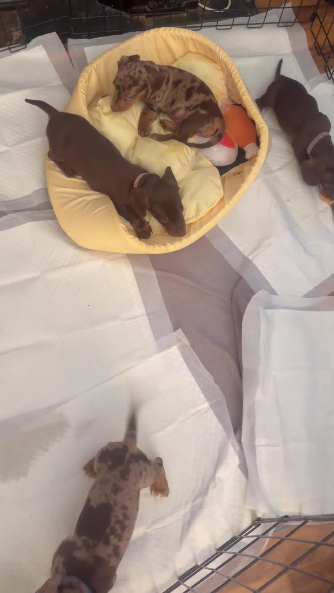 Miniature Dachshund dogs for sale: Smooth haired miniature Daschund babies in Liverpool - Video 1