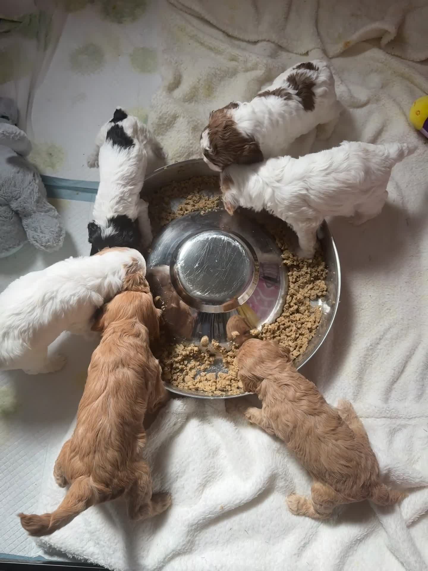 Cockapoo dogs for sale: Last girl remaining!! F2B miniature cockapoo pups - Video 2