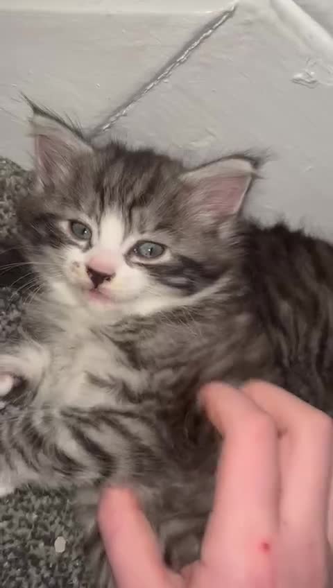 British Longhair cats for sale: Silver and black and grey longhaired kittens  - Video 2