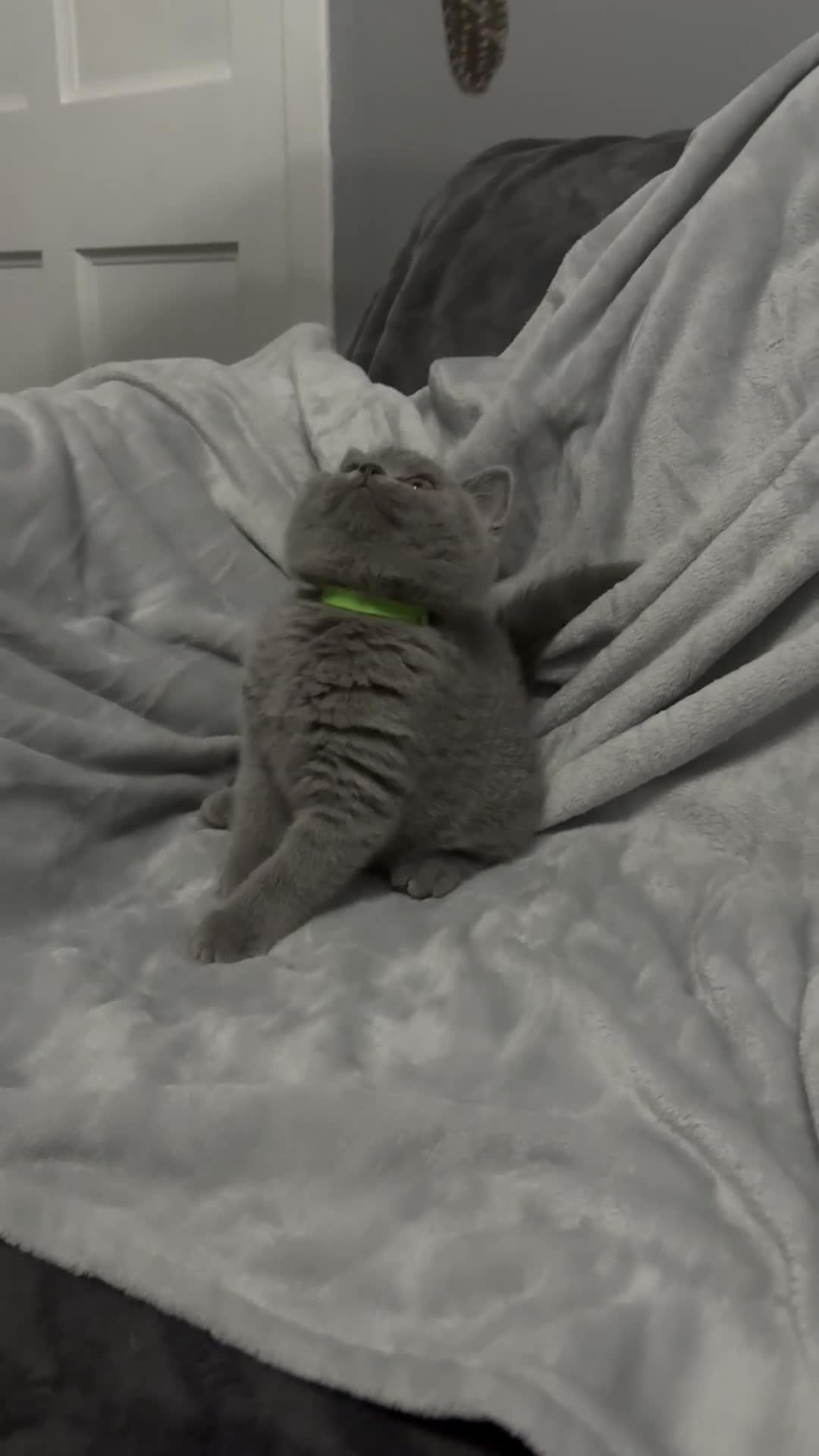British Shorthair cats for sale: Chunky Pedigree British Shorthair Kittens - Video 2
