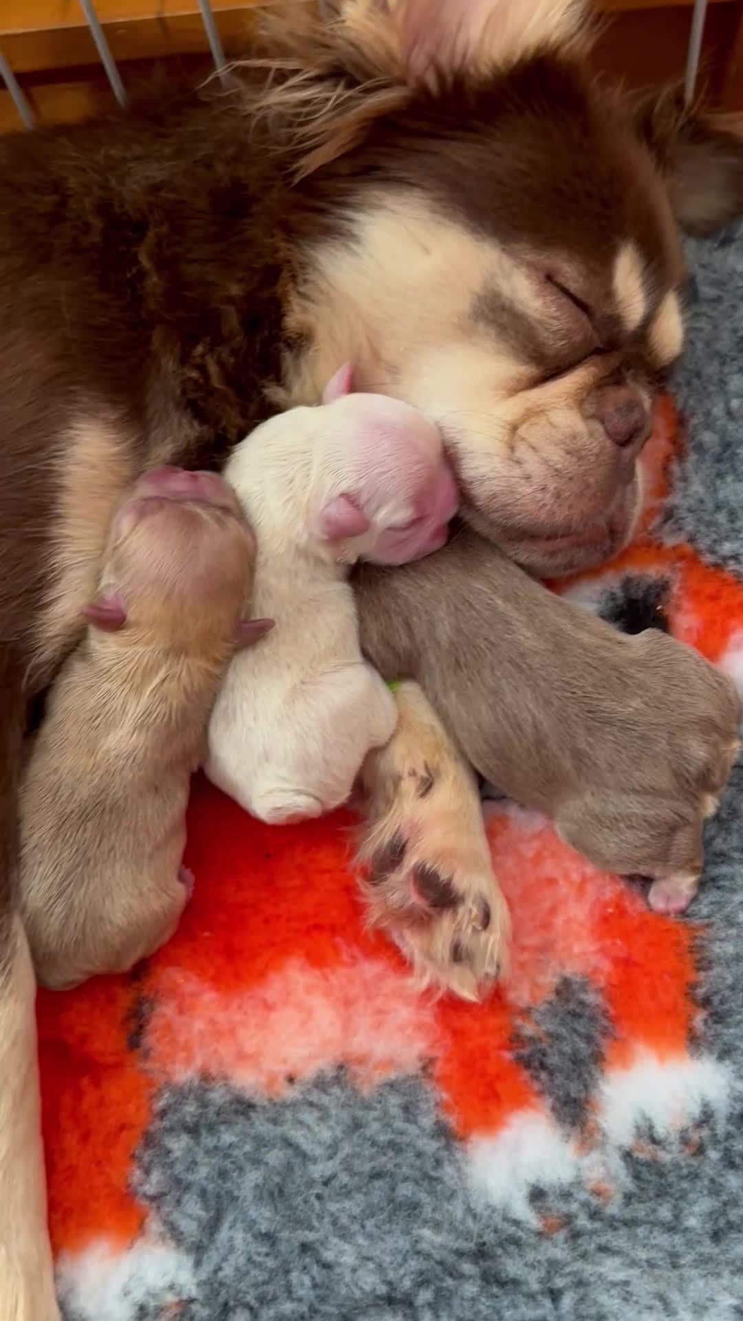 French Bulldog dogs for sale: Visual Fluffy 🧶 New Shade Frenchies 💎  - Video 1