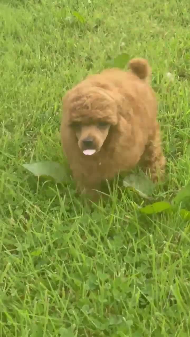Toy Poodle dogs for sale: KC reg Toy Poodle boys - Video 5