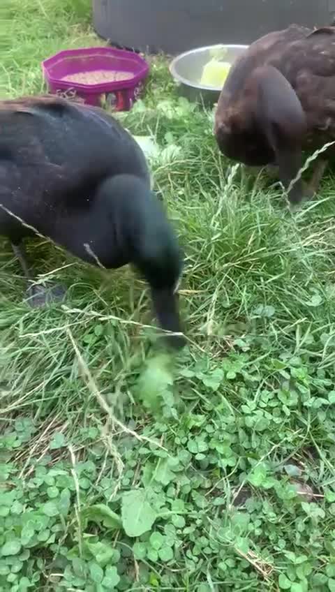 Ducks poultry for sale: Cayuga ducks pair male and female have names  - Video 1