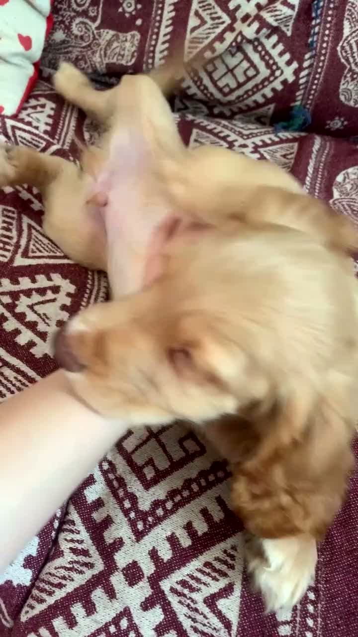 Cocker Spaniel dogs for sale: Cocker Spaniel Puppies - Video 3