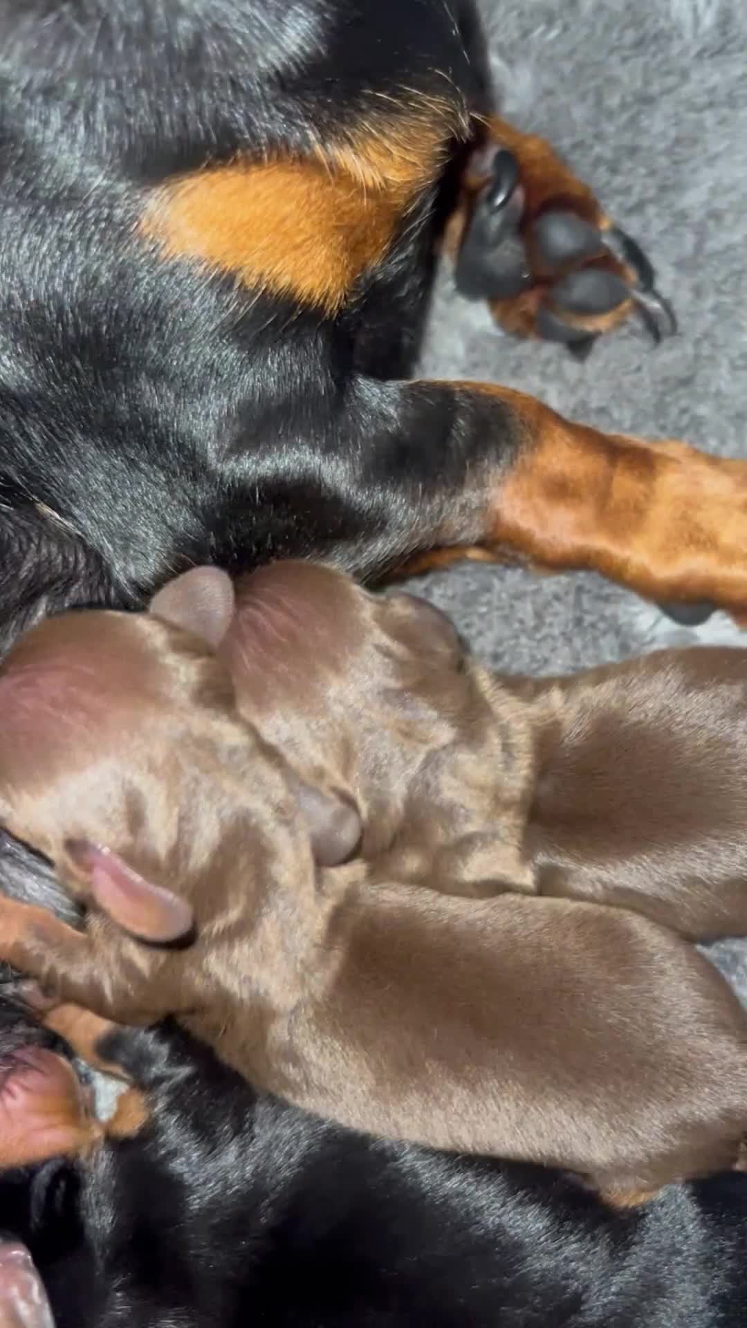 Miniature Dachshund dogs for sale: Miniature Dachshunds - Video 3