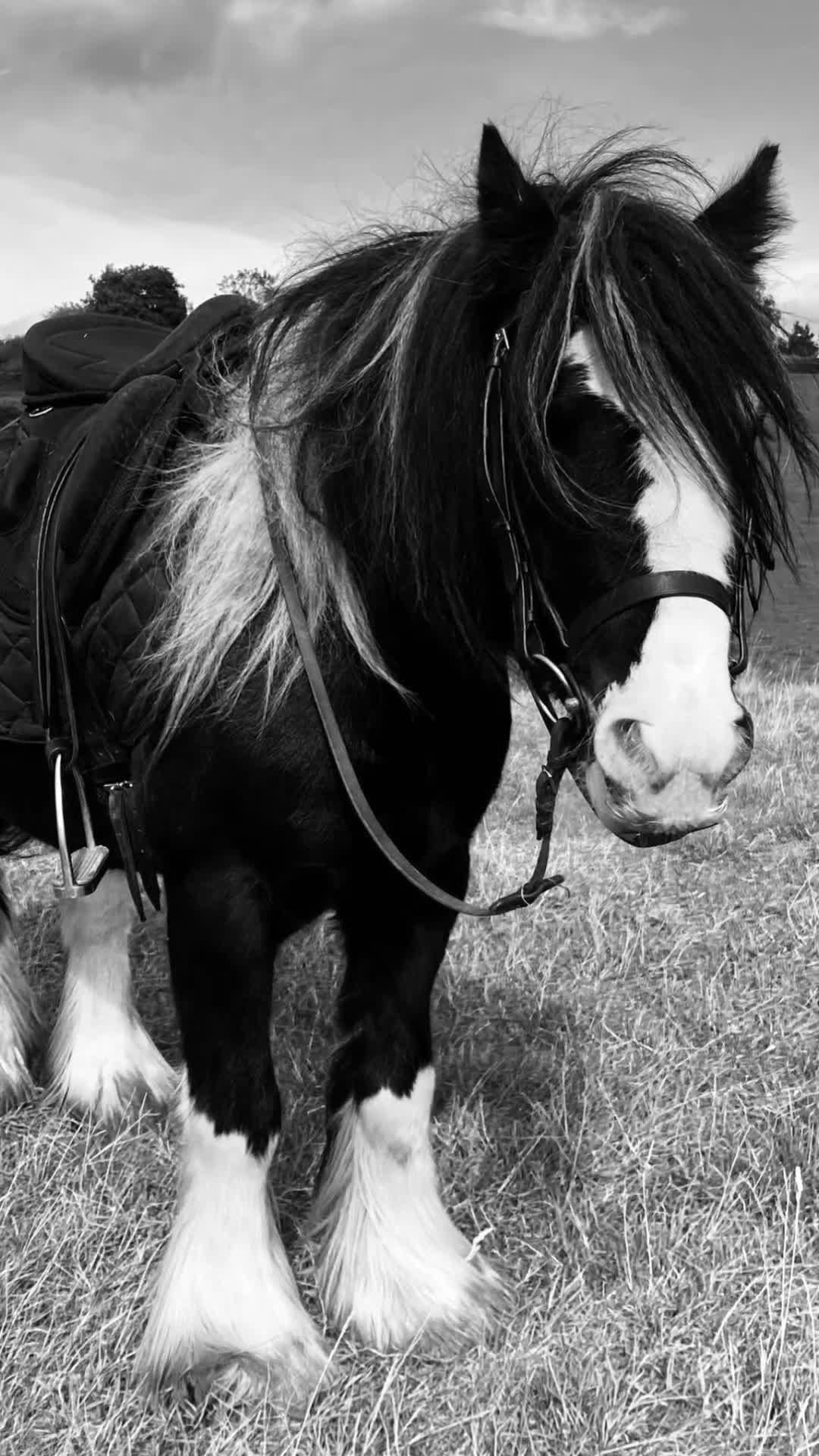 Irish Cob horses for sale: 12.2 mini cob gelding  - Video 1
