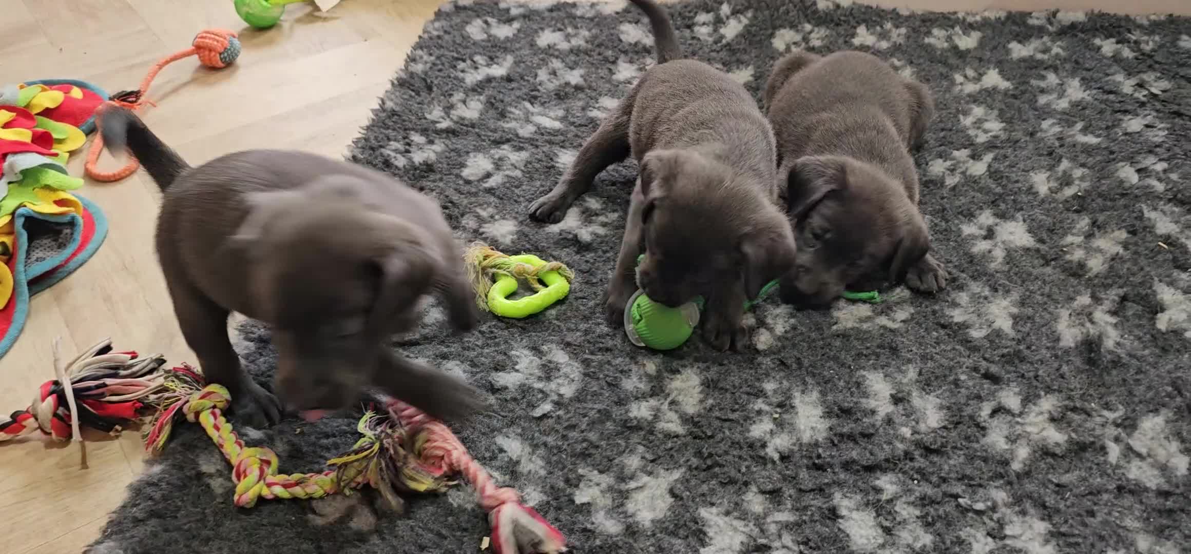 Labrador Retriever dogs for sale: THE LAST 4 KC HEALTH TESTED LABS READY TO NOW.  - Video 5