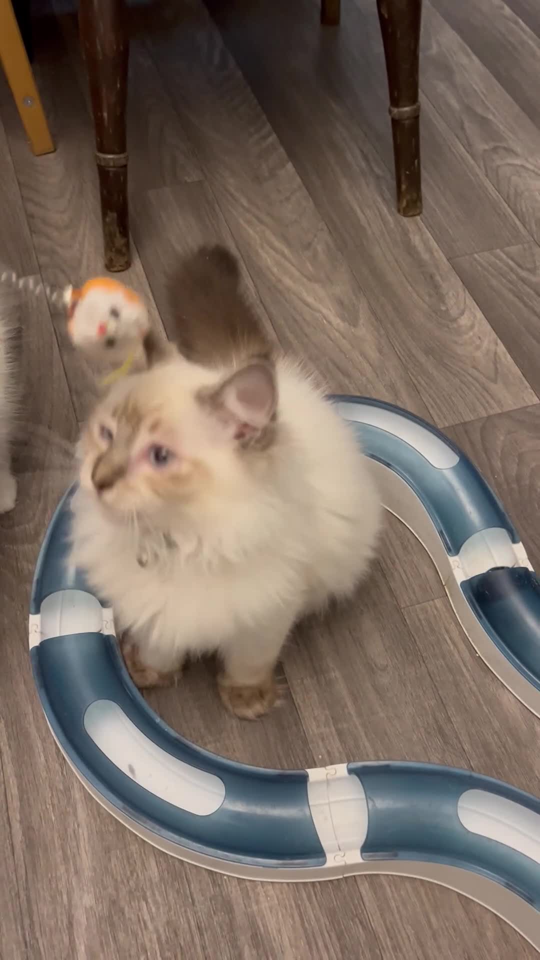 Ragdoll cats for sale: 💖Fabulous Pure Ragdoll Kittens Waiting for Love❤️ - Video 2