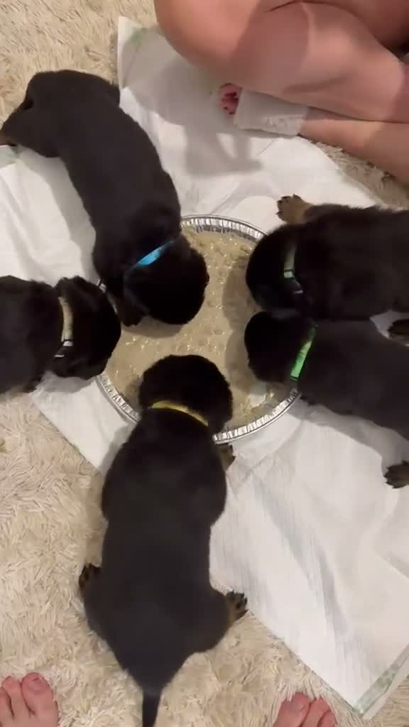 Rottweiler dogs for stud: Rottweiler STUD - Video 2