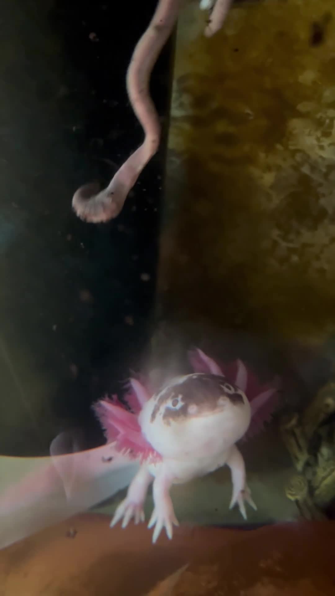 Axolotl reptiles for sale: Axolotl full set up - Video 1
