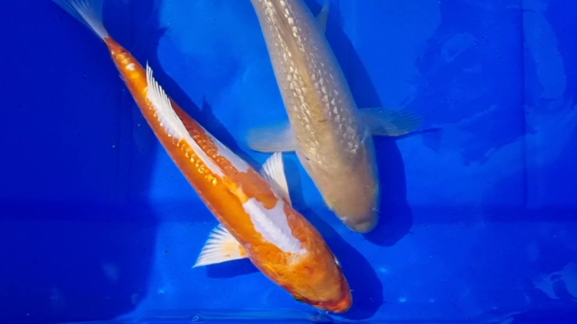 Koi Carp fish for sale: 8 to 10 inch Koi Carp mix pond fish in Chorley  - Video 2
