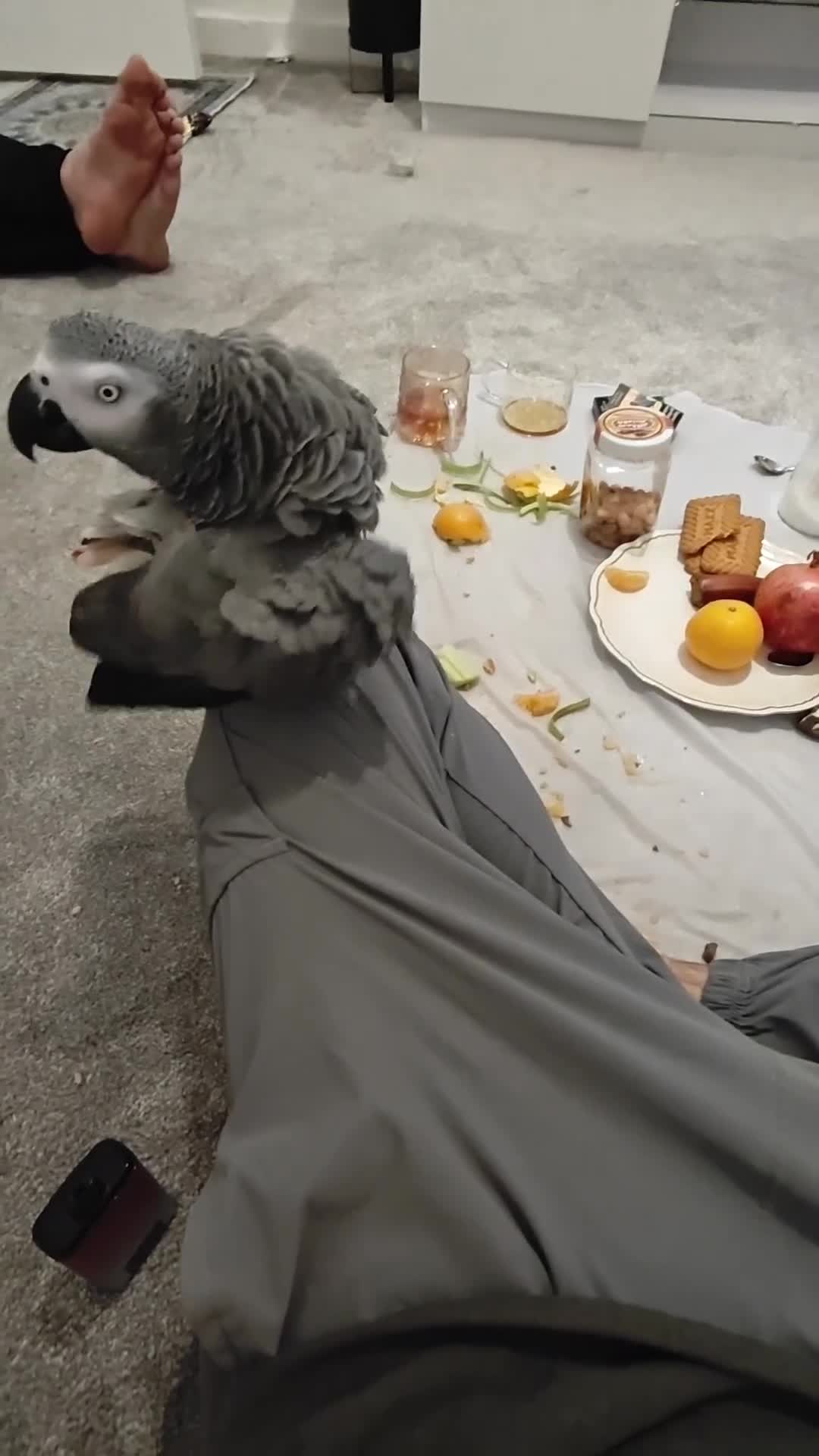 Parrots birds for sale: African grey female - Video 1
