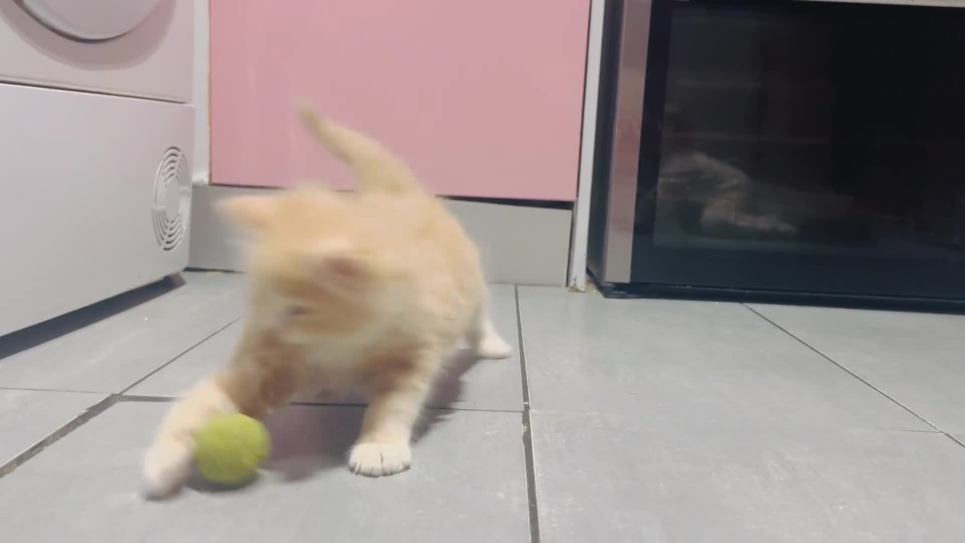 Mixed Breed cats for sale: Maine coon x Turkish angora kittens for sale - Video 2