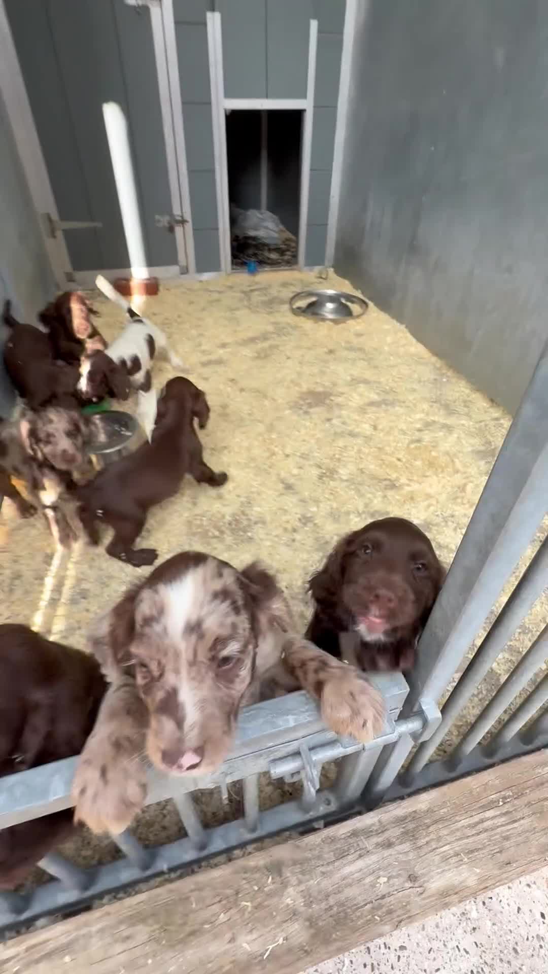 Cocker Spaniel dogs for sale: Cocker Spaniel Puppies  - Video 2
