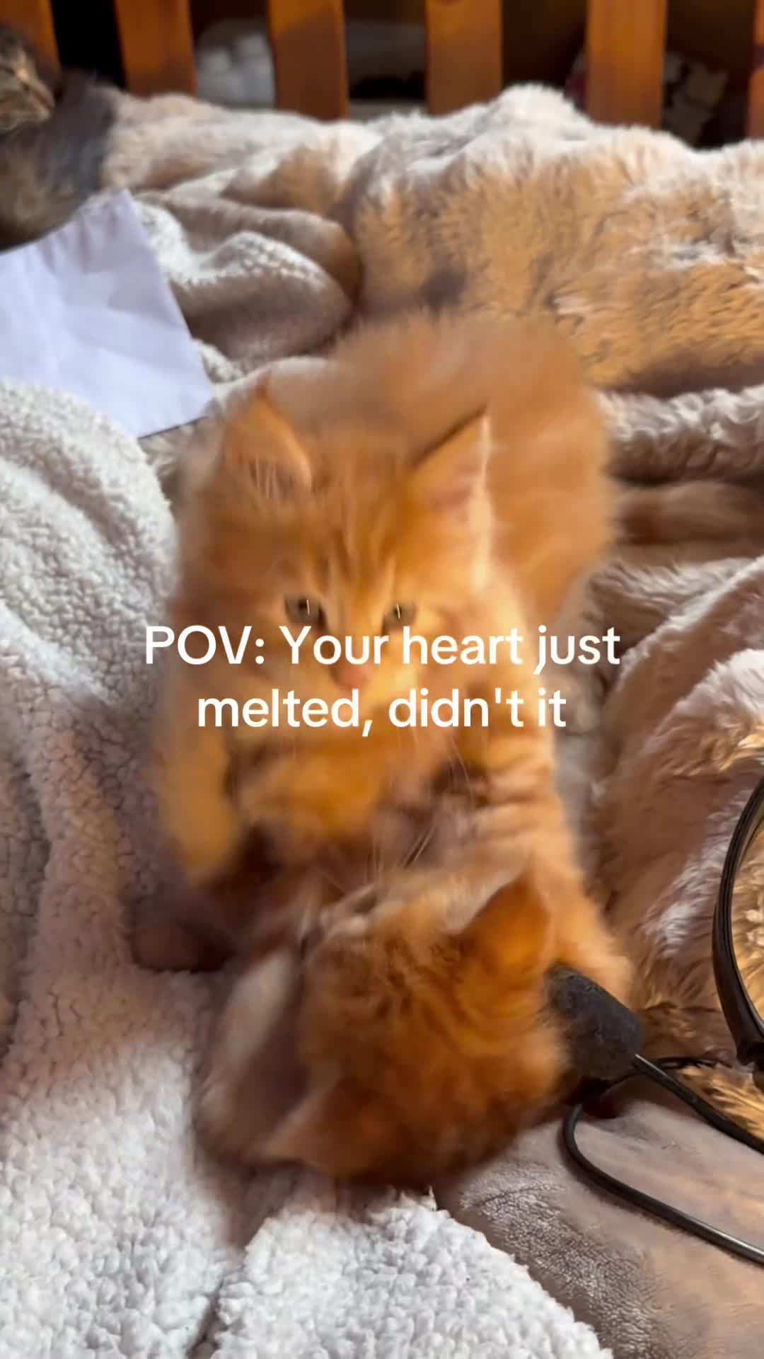 Maine Coon cats for sale: Rare ginger Maine Coon kittens - Video 1