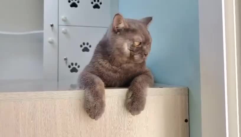 Mixed Breed cats for adoption: Kumo - An Adorable Affectionate Boy - Video 1