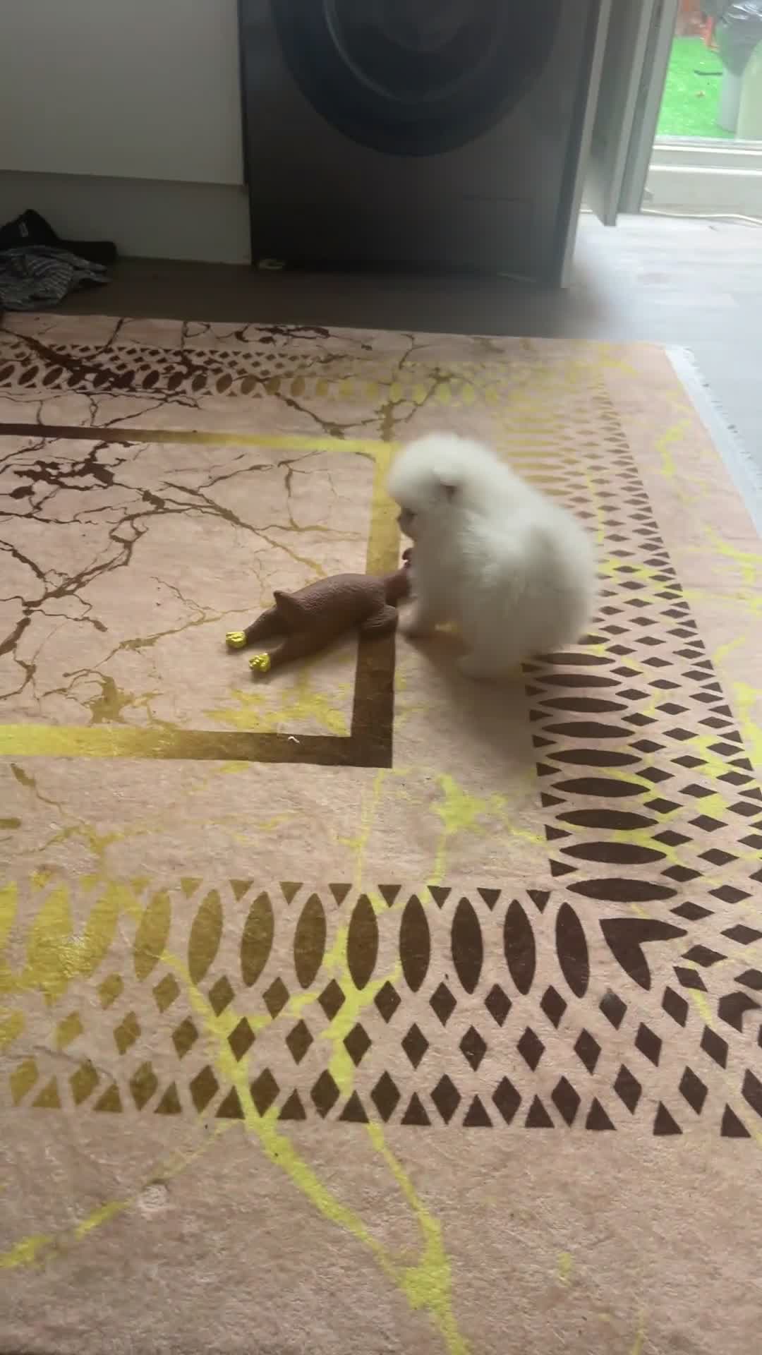 Pomeranian dogs for sale: Our little white baby girl - Video 2