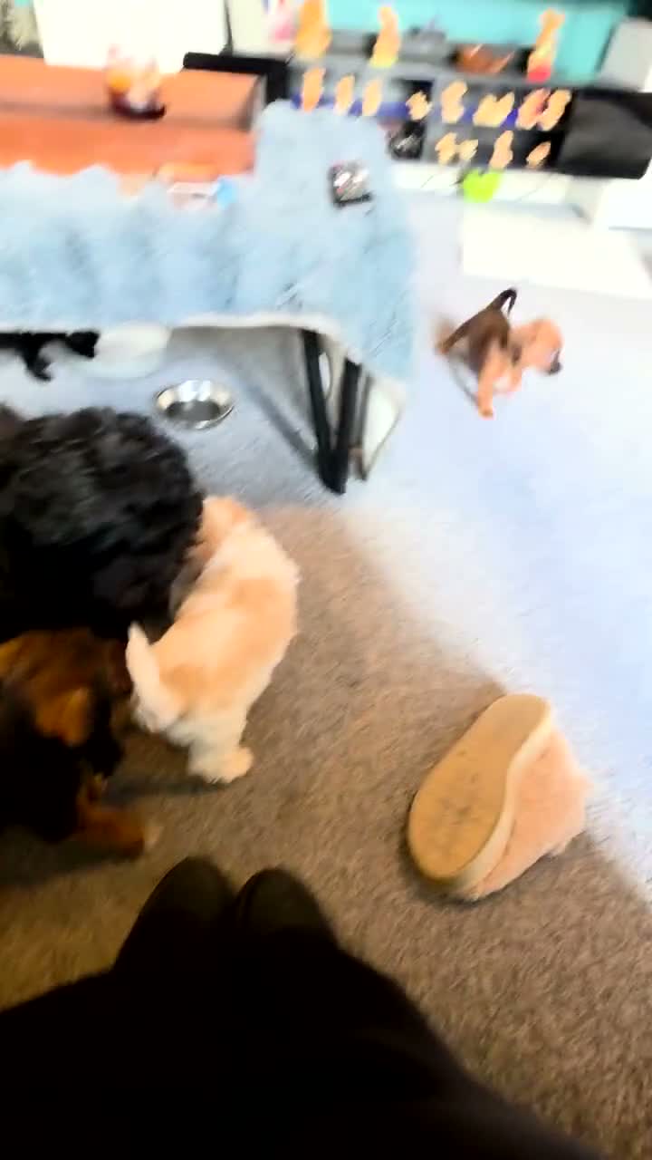 Mixed Breed dogs for sale: F1 cockerpoos - Video 1